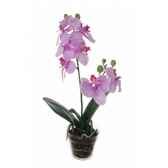 tina orchidee 34cm en pot louis maes 80115628