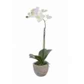 tina orchidee in pot louis maes 80330000