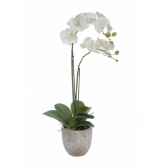 tina orchidee in pot louis maes 80331000