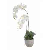 tina orchidee in pot louis maes 80332000