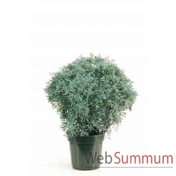 Citroenkruid topiary en pot Louis Maes -03237.000