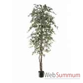 ficus benjamina bi color louis maes 40103210