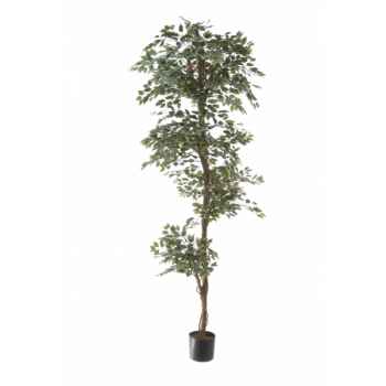 Ficus topiary bi-color Louis Maes -40105.210