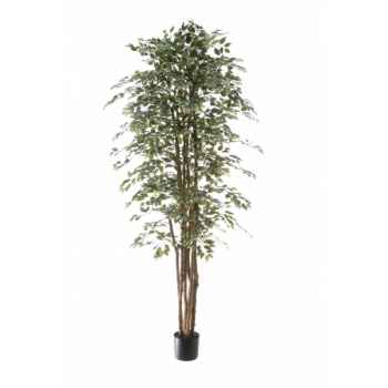 Ficus benjamina bi-color Louis Maes -40109.210