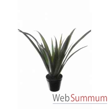 Aloe ferox x24 en pot 75cm Louis Maes -40128.605
