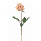 rose 70cm louis maes 06021452