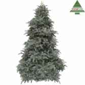 sapin de noedelux abies nordmannh215d155 forest blue tips 2651 nf 389607