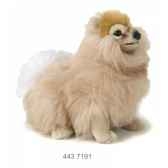 pomeranian 30 cm ramat 4437191