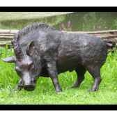 cochon sauvage b56172