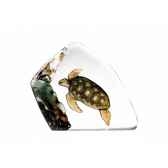 tortue de mer mats jonasson 33943