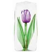 tulip violet mats jonasson 33875