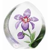 orchidee pourpre mats jonasson 33921