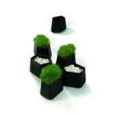 rock garden smalqui est pau380030