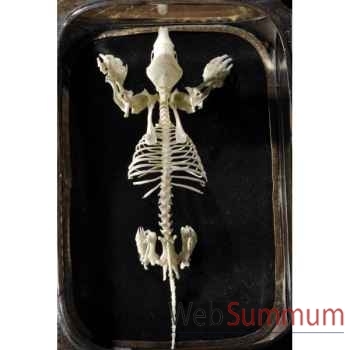 Squelette de taupe Objet de Curiosité -AN192