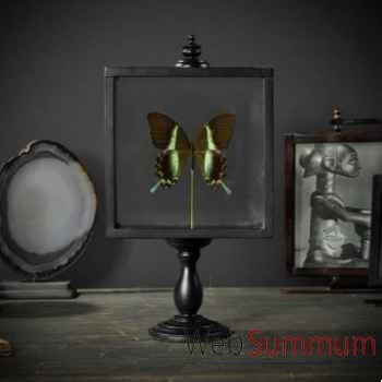 Papillon blumei Objet de Curiosité -IN051
