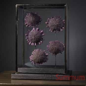 5 ousins tortue violets (océan indien) Objet de Curiosité -AN253