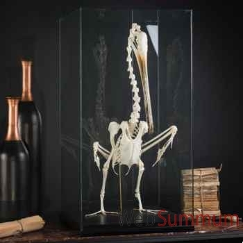 Squelette de pélican Objet de Curiosité -PU600