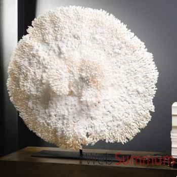 Corail blanc double couronne acropora hyacinthu Objet de Curiosité -CO395