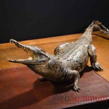 Crocodile du nil empaillé 90/100cm env. Objet de Curiosité -PU030-1