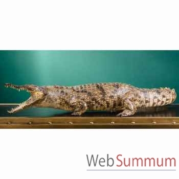 Crocodile du nil empaillé 140cm env. Objet de Curiosité -PU031-2