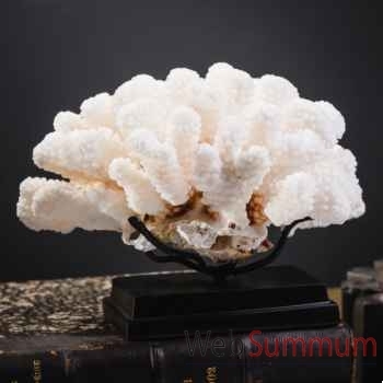 Corail choux fleur pocillopora meandrina Objet de Curiosité -CO398-5