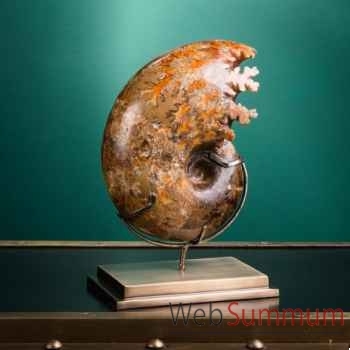Ammonite de befandriana (madagascar) Objet de Curiosité -PUFO321