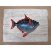 cadre poisson des tropiques cap vert opah cadr38