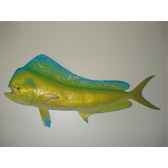 trophee poisson des mers tropicales cap vert coryphene tr053