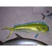 trophee poisson des mers tropicales cap vert coryphene tr054