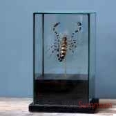 scorpion eclate sous globe carre objet de curiosite in037