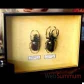 chalcosoma caucasus objet de curiosite in015