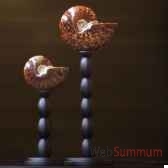 ammonite opalinisee clioniceras objet de curiosite fo006