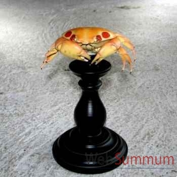 Crabe à pois Objet de Curiosité -AN063