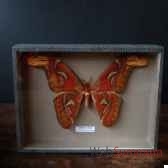 papillon atacus atlas objet de curiosite in027