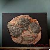 grande plaque de crinoide objet de curiosite pufo048