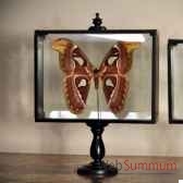 attacus atlas objet de curiosite in046