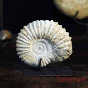 Ammonite Objet de Curiosité -AN047