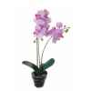 Tina orchidée 52cm en pot Louis Maes -80117.628