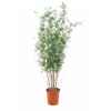 Bambou 240 cm en pot Louis Maes -00525.000K