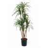 Dracena magenta 160 cm en pot Louis Maes -03386.000K