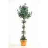 Citroenkruid topiary en pot Louis Maes -03228.000