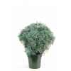 Citroenkruid topiary en pot Louis Maes -03237.000