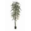 Ficus benjamina bi-color Louis Maes -40103.210