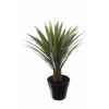 Aloe ferox x45 en pot 72cm Louis Maes -40129.605