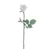 Rose ouverte alice Louis Maes -05580.401