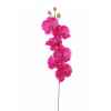 Orchidee Louis Maes -06170.450