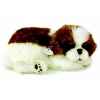 Shih tzu Perfect Petzzz -65417