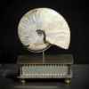 Ammonite cleoniceras avec coquille pm Objet de Curiosité -FO025