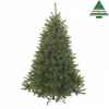 X-mas tree bristlecone fir h215d127 green tips 916 Edelman -388727