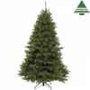 X-mas tree bristlecone fir h185d119 green tips 686 Edelman -398726